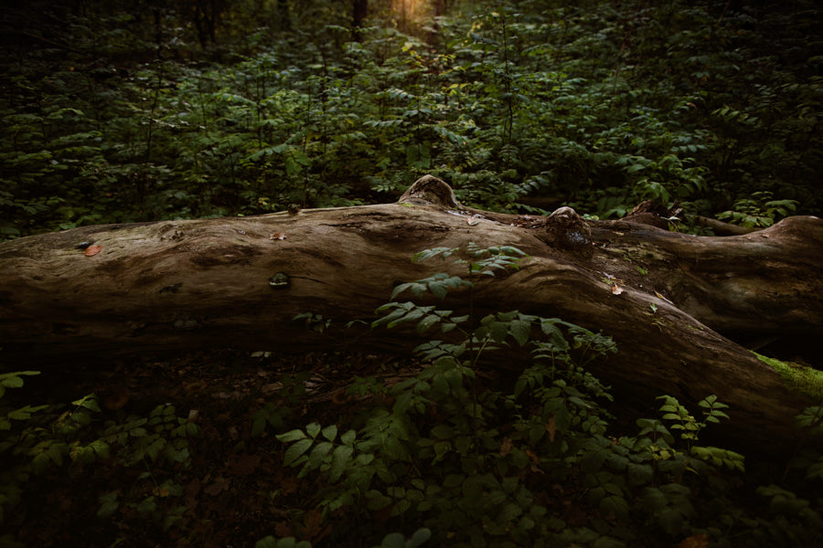 Untitled tree
