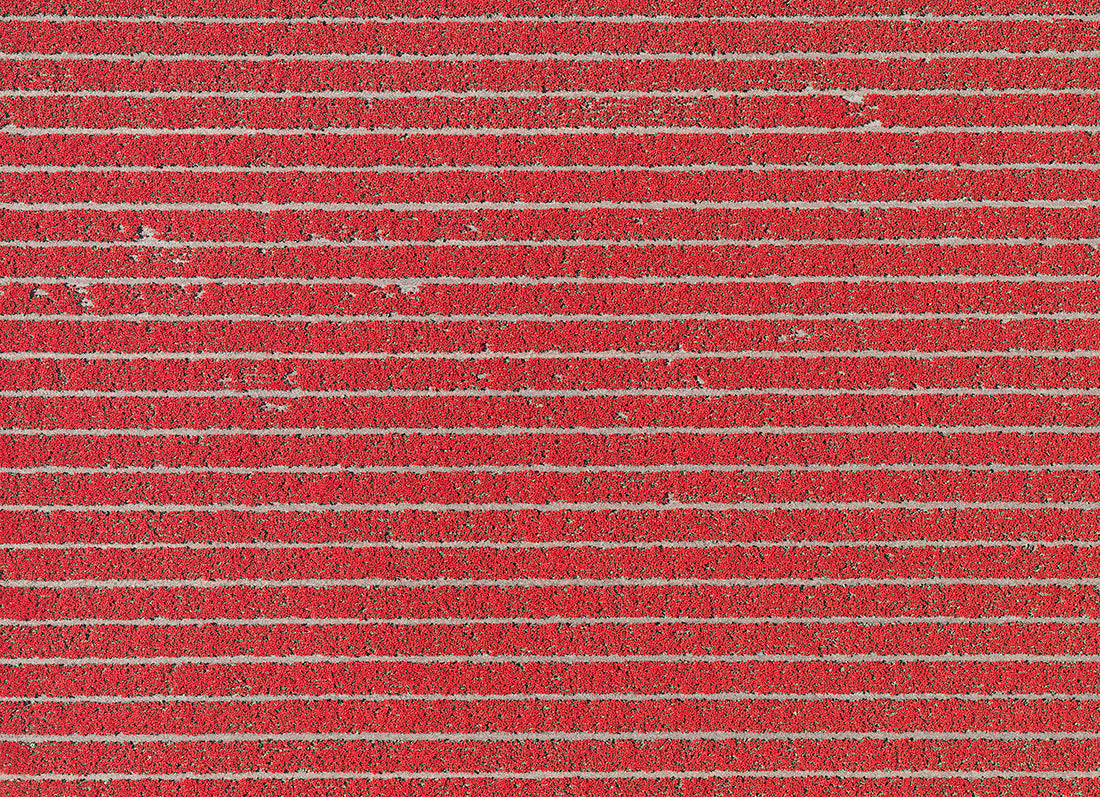 AV TULIP FIELDS 020