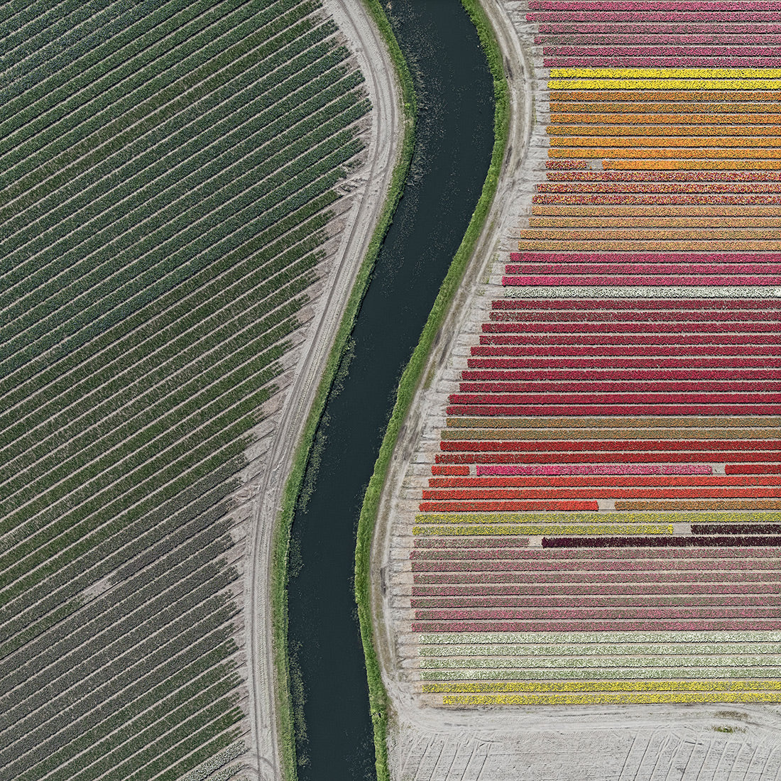 AV TULIP FIELDS 027