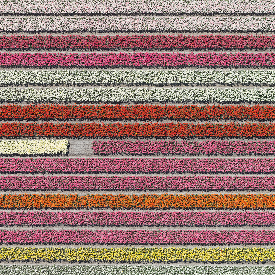 AV TULIP FIELDS 028