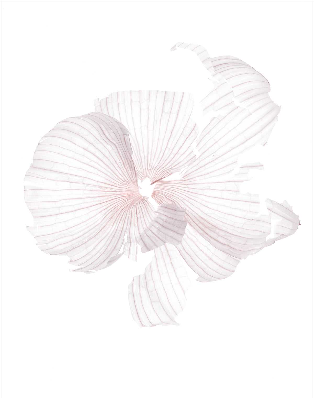 GARLIC SKIN