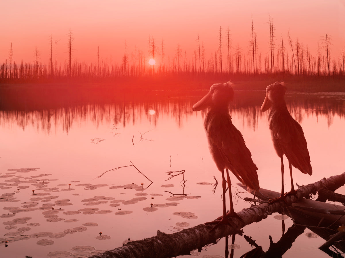 Forest Lake, 2022