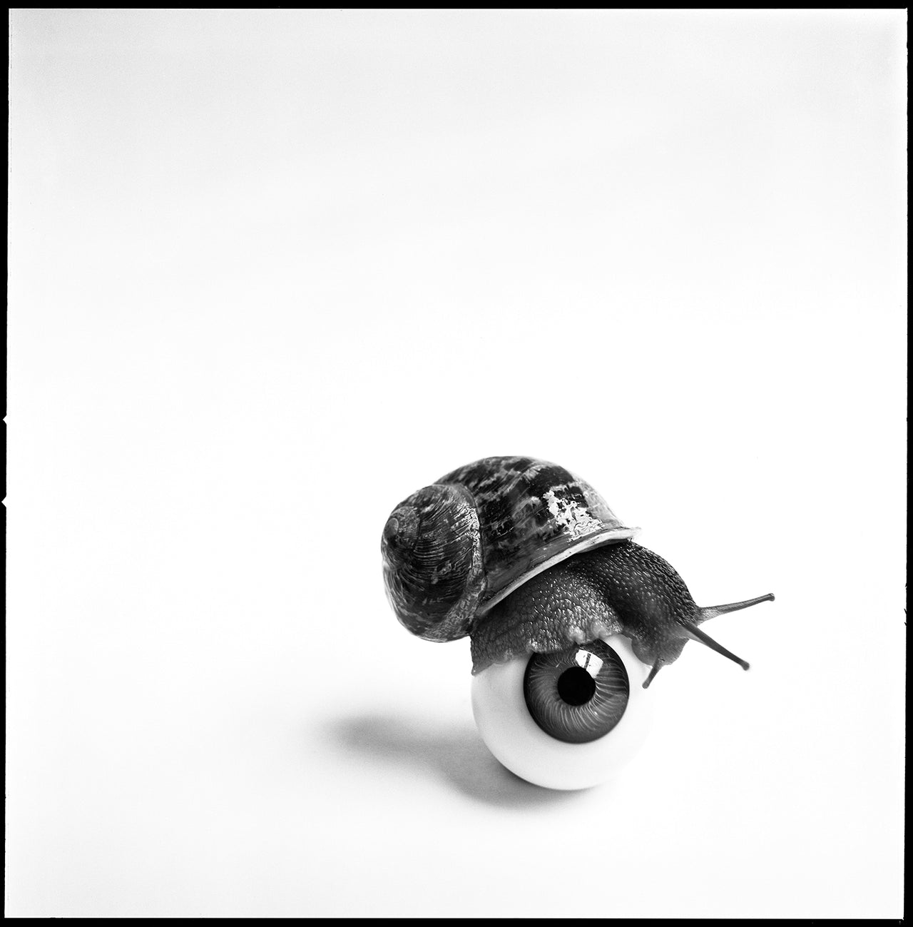 Snail and Eye, 1957