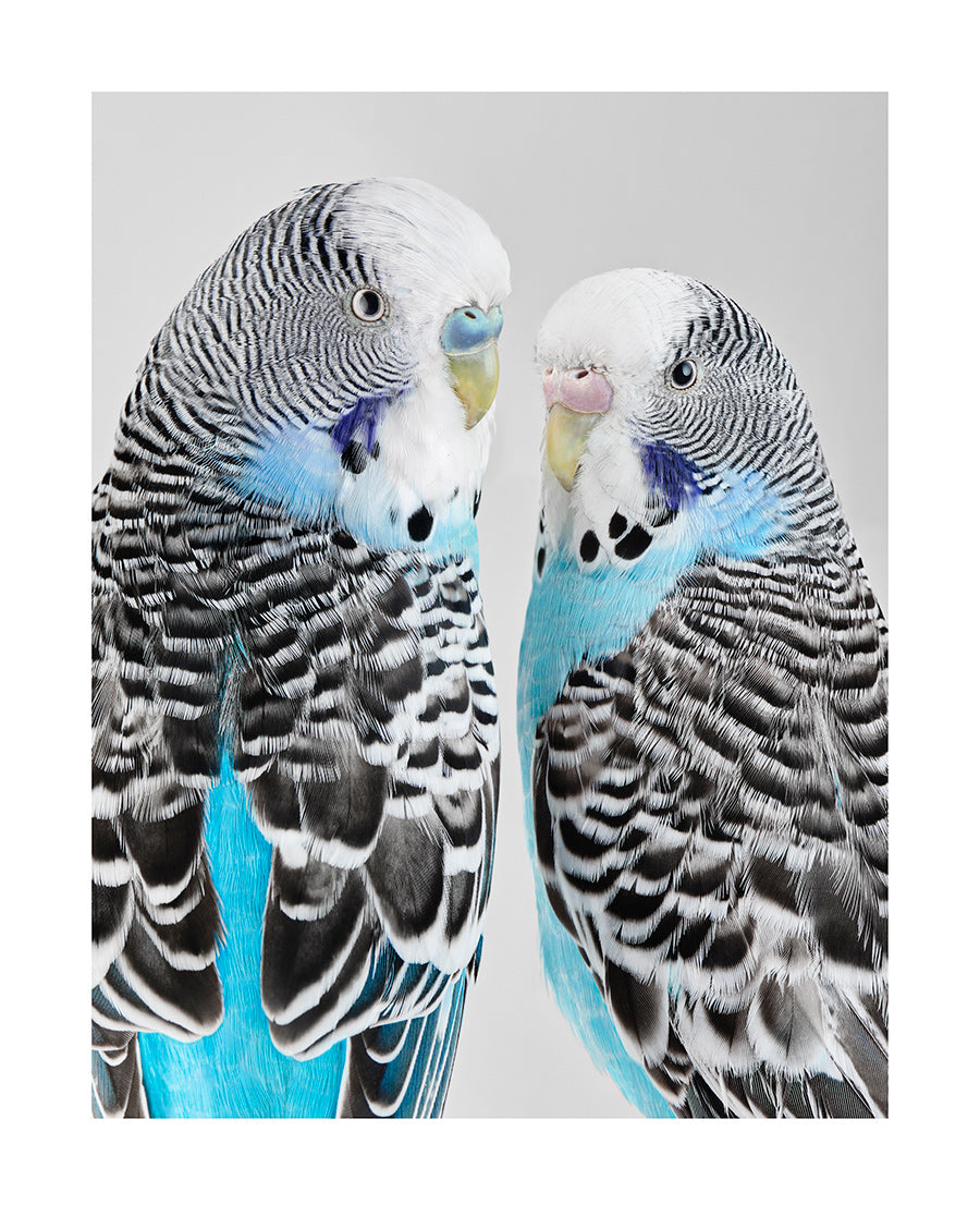 Bluey and Liquorice "High Society", 2019