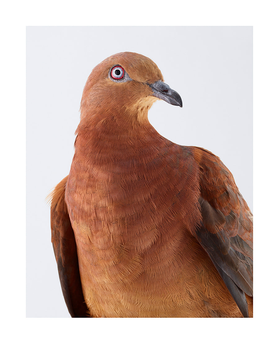Brown cuckoo-dove "Ornithurae– Pigeons", 2017