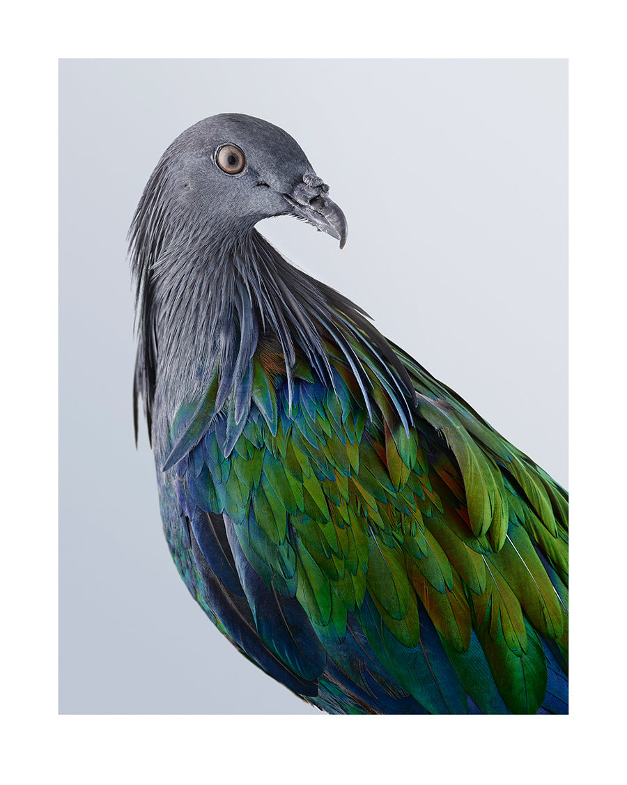 Nicobar pigeon "Ornithurae – Pigeons", 2017