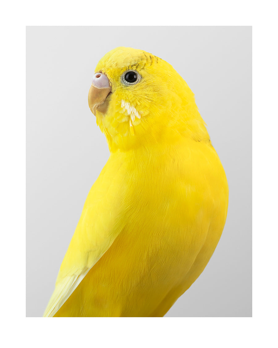 Pineapple "High Society", 2019