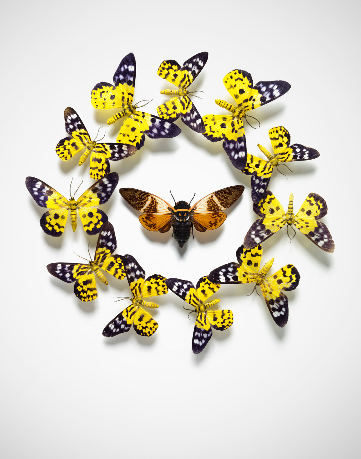 PAINTED LADY CIRCLE