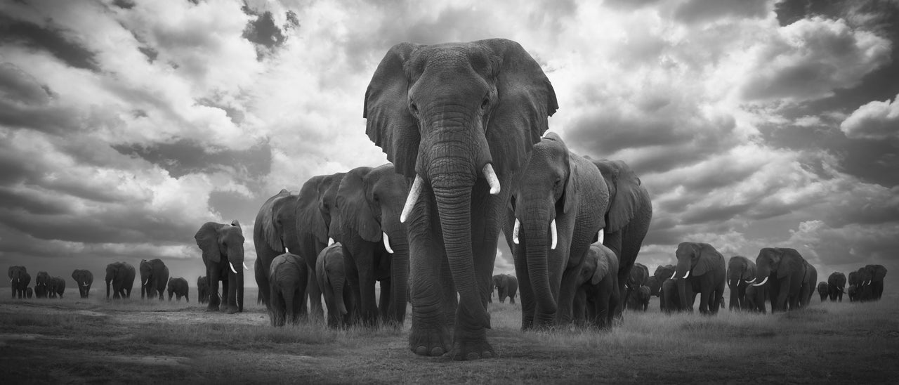 Pride of Africa