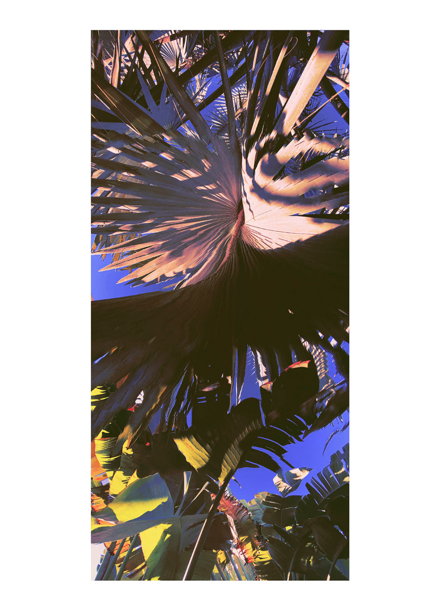 Frond