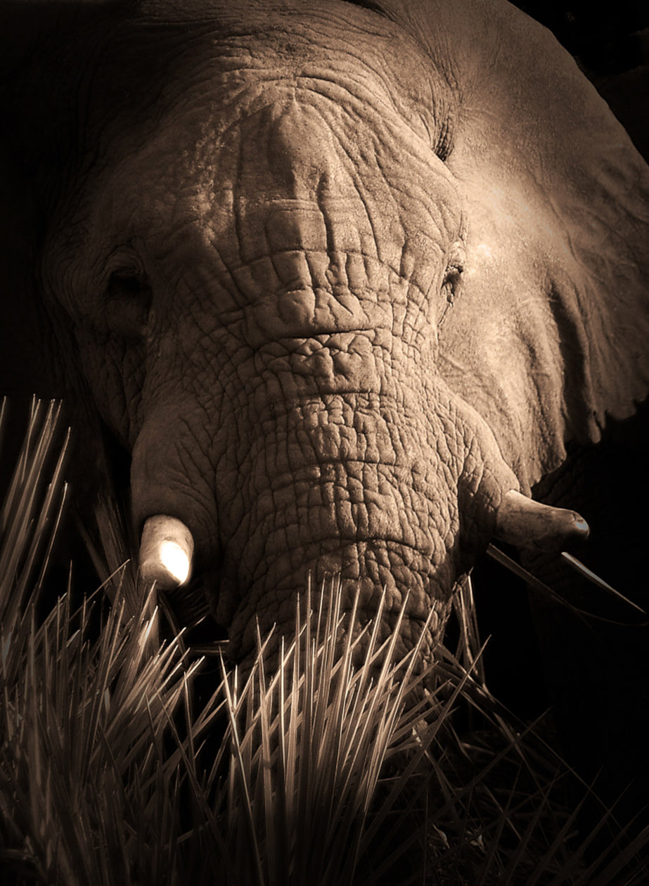Gentle Giant