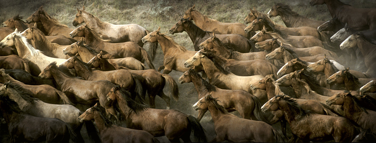 Long Herd