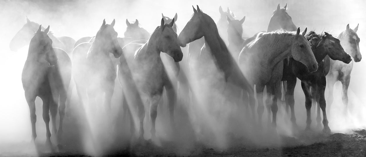 Shades of Grey