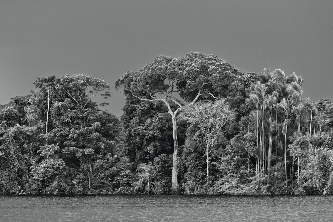 An igapó, a type of forest frequently flooded by river water, Anavilhanas archipelago, Anavilhanas National Park, Lower Rio Negro, state of Amazonas, 2019