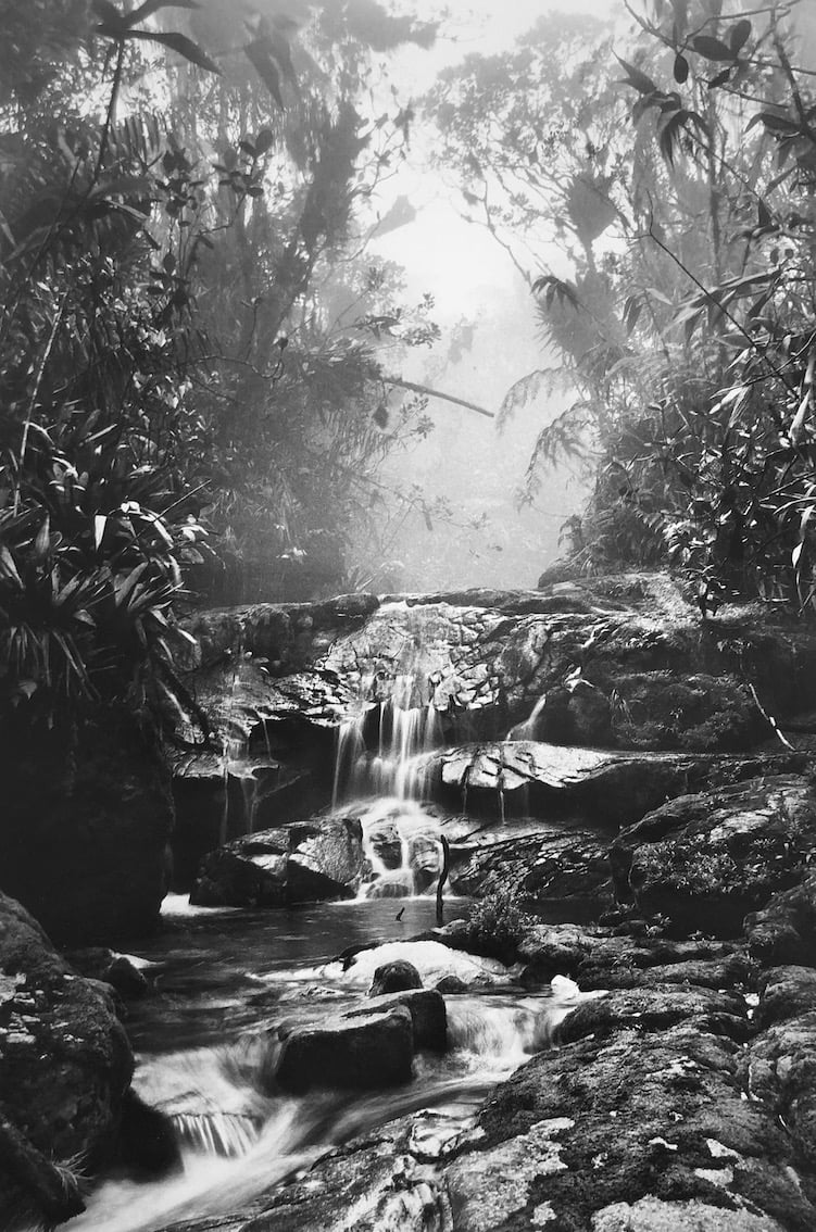 Cloud Forest on the way up Pico da Neblina, in the Imeri mountain range, Maturacá region, municipality of Sao Gabriel da Cachoeira, state of Amazonas, 2014
