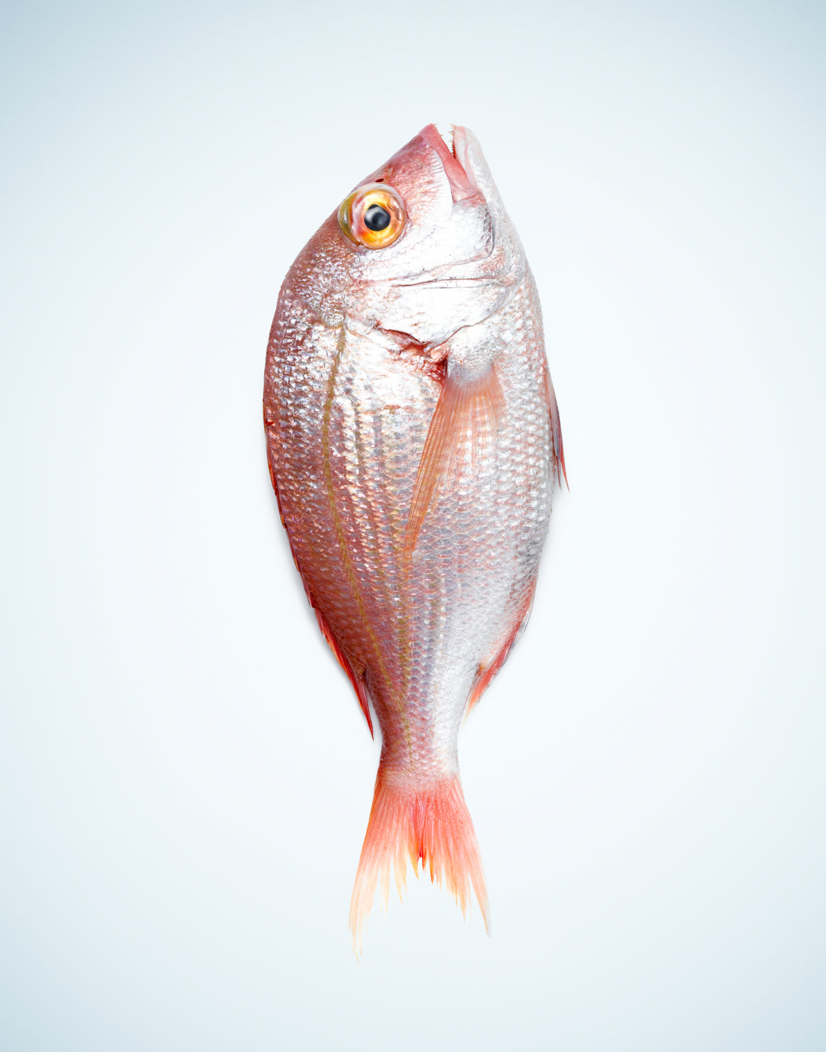SNAPPER