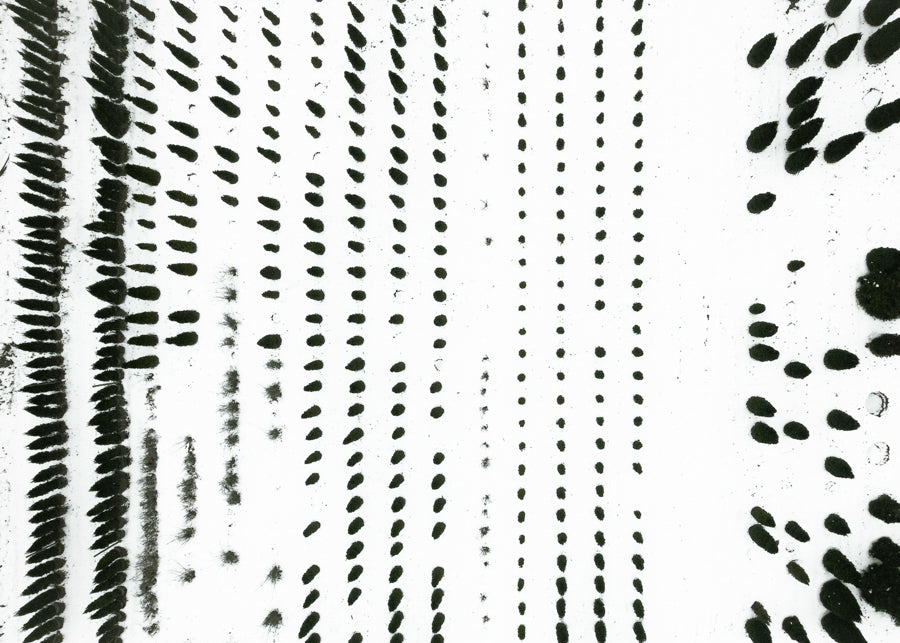 The Botanical Series, N°TBS04