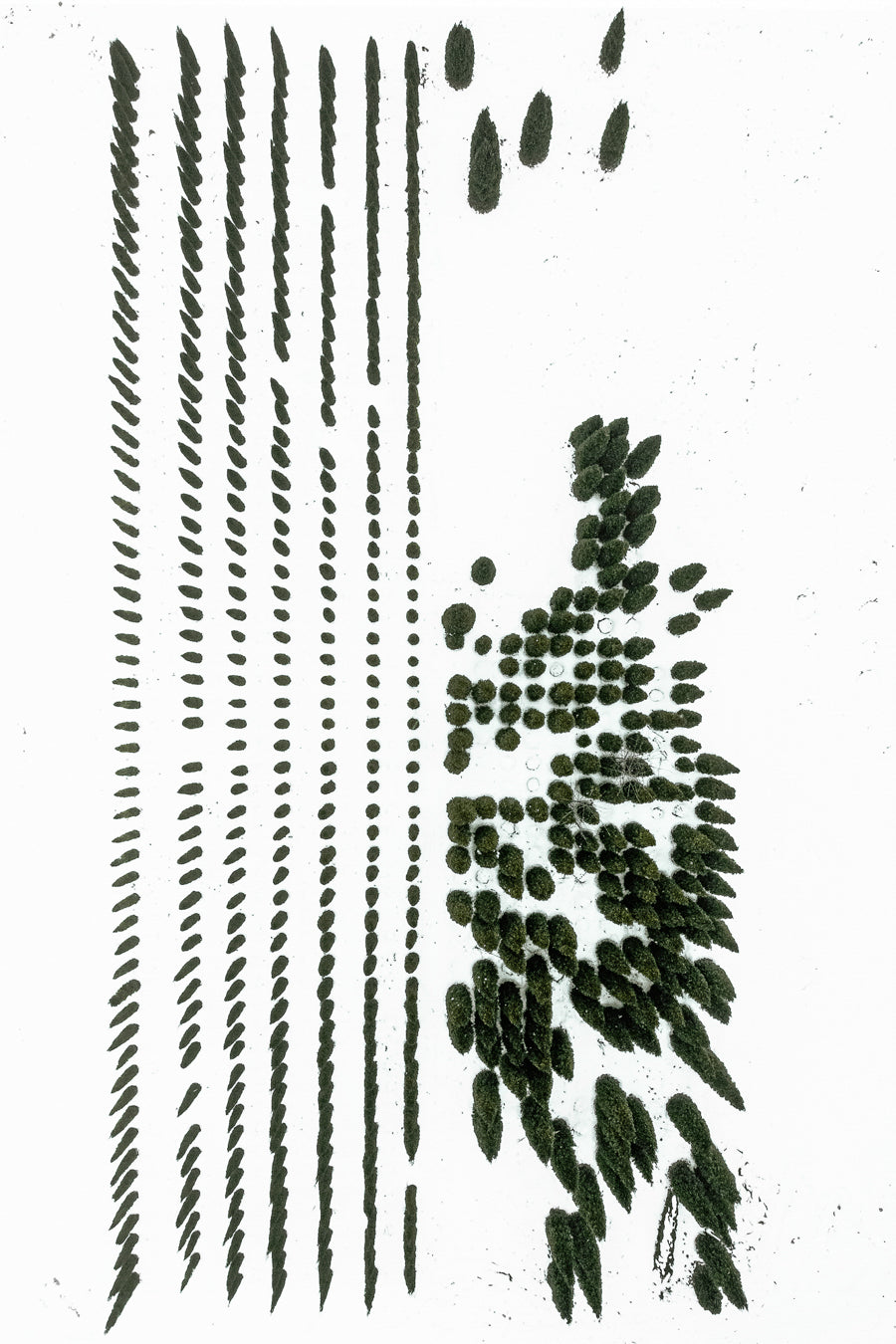 The Botanical Series, N°TBS08