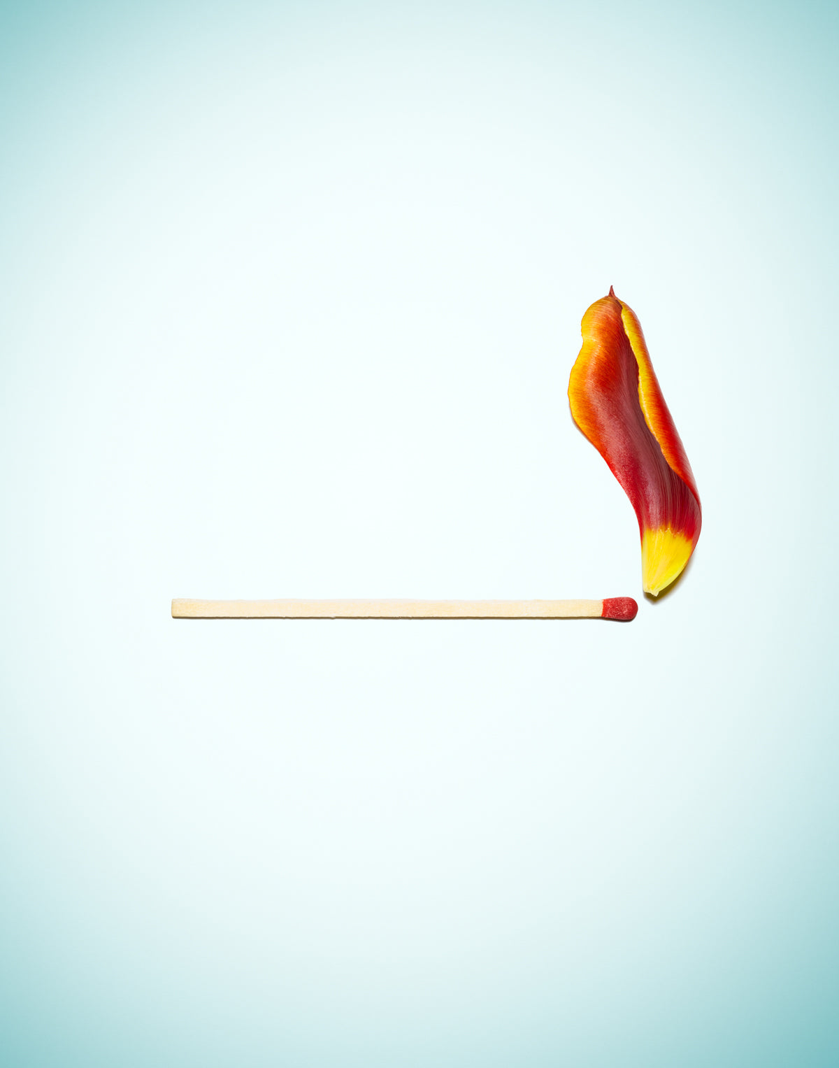 TULIP FLAME