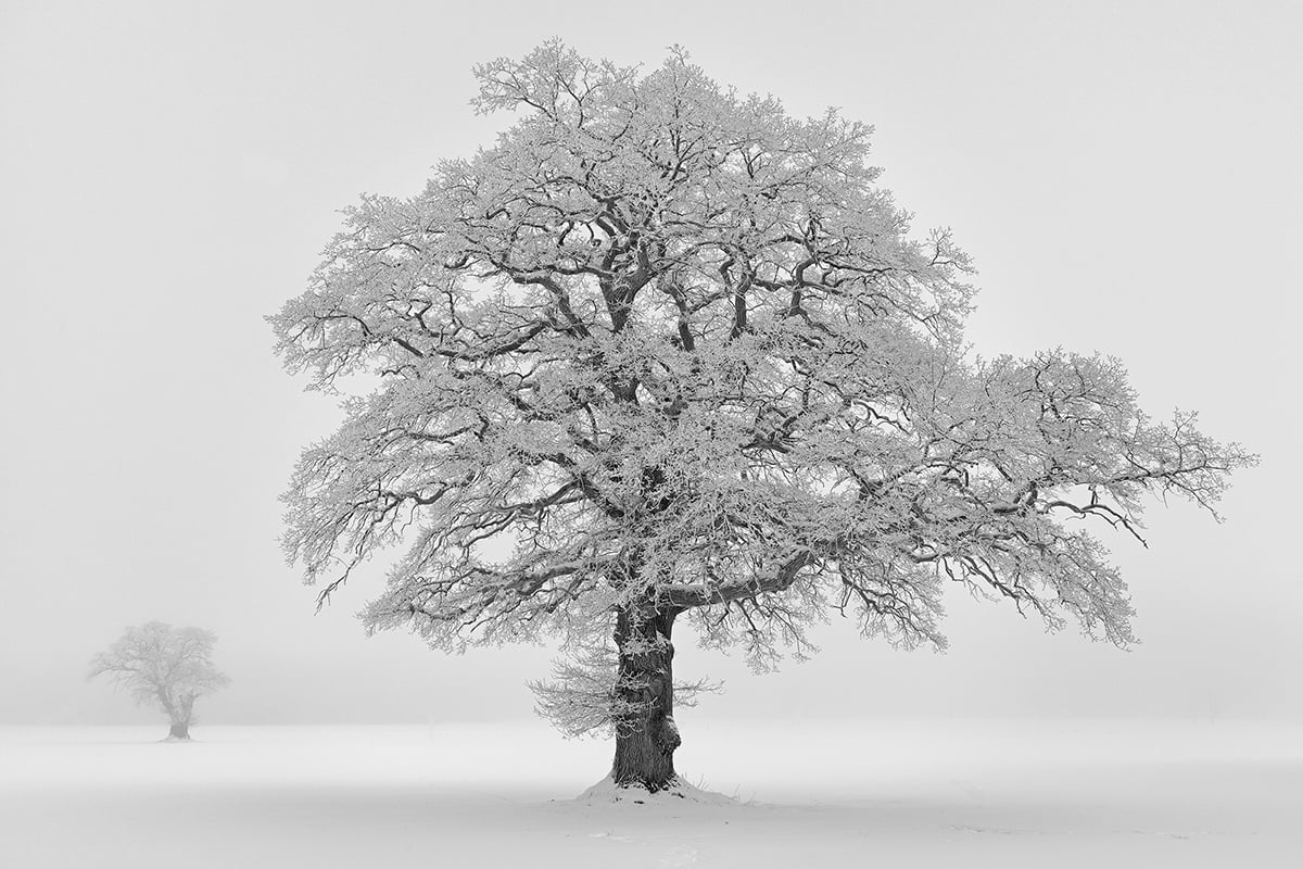 Winter Oaks