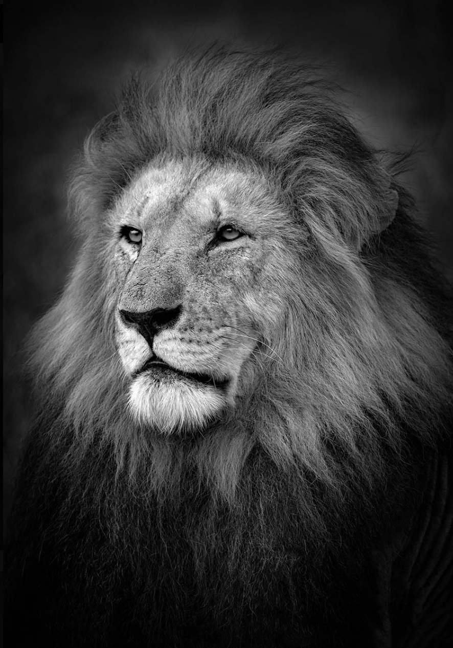 The King