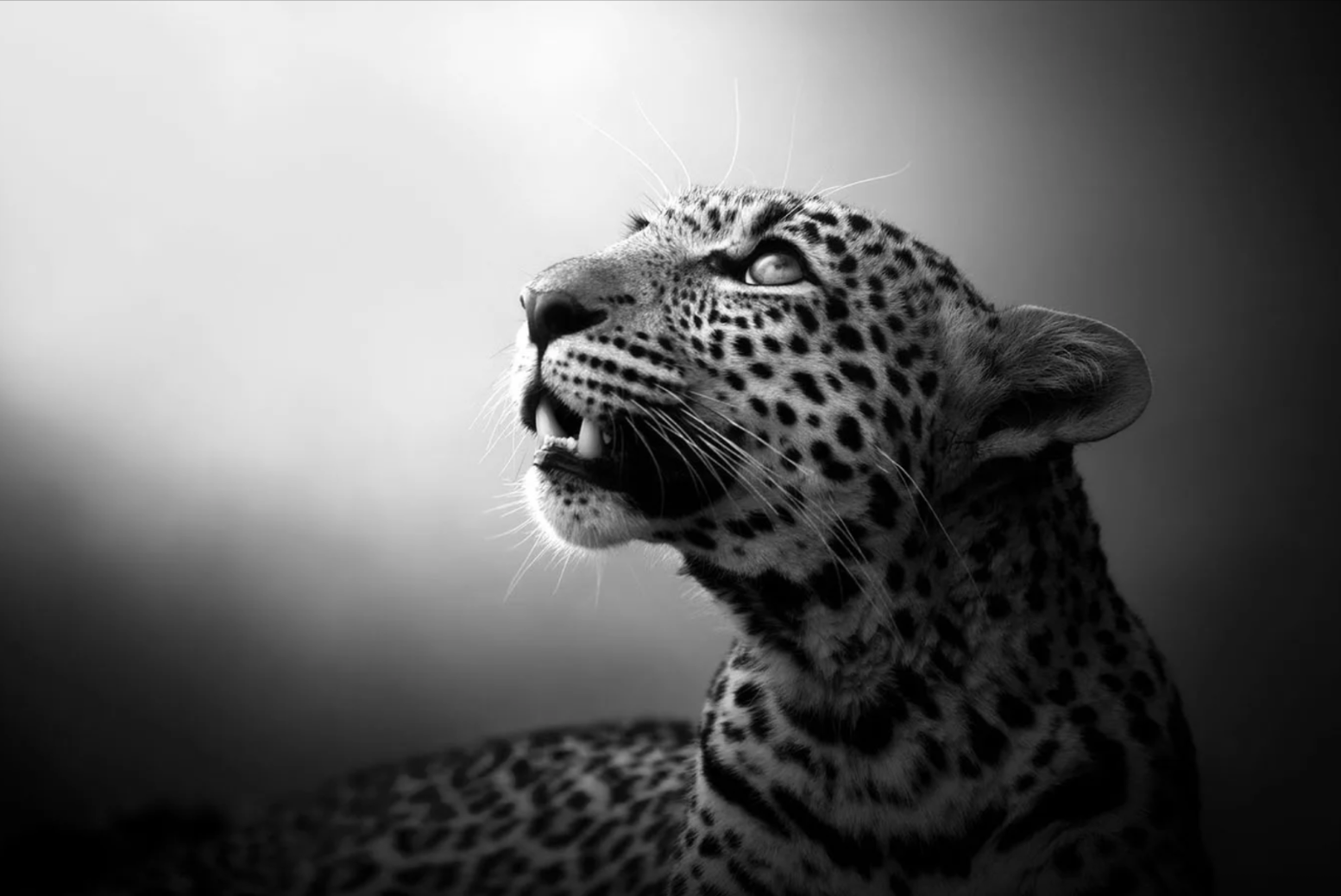 Sound of the Leopard