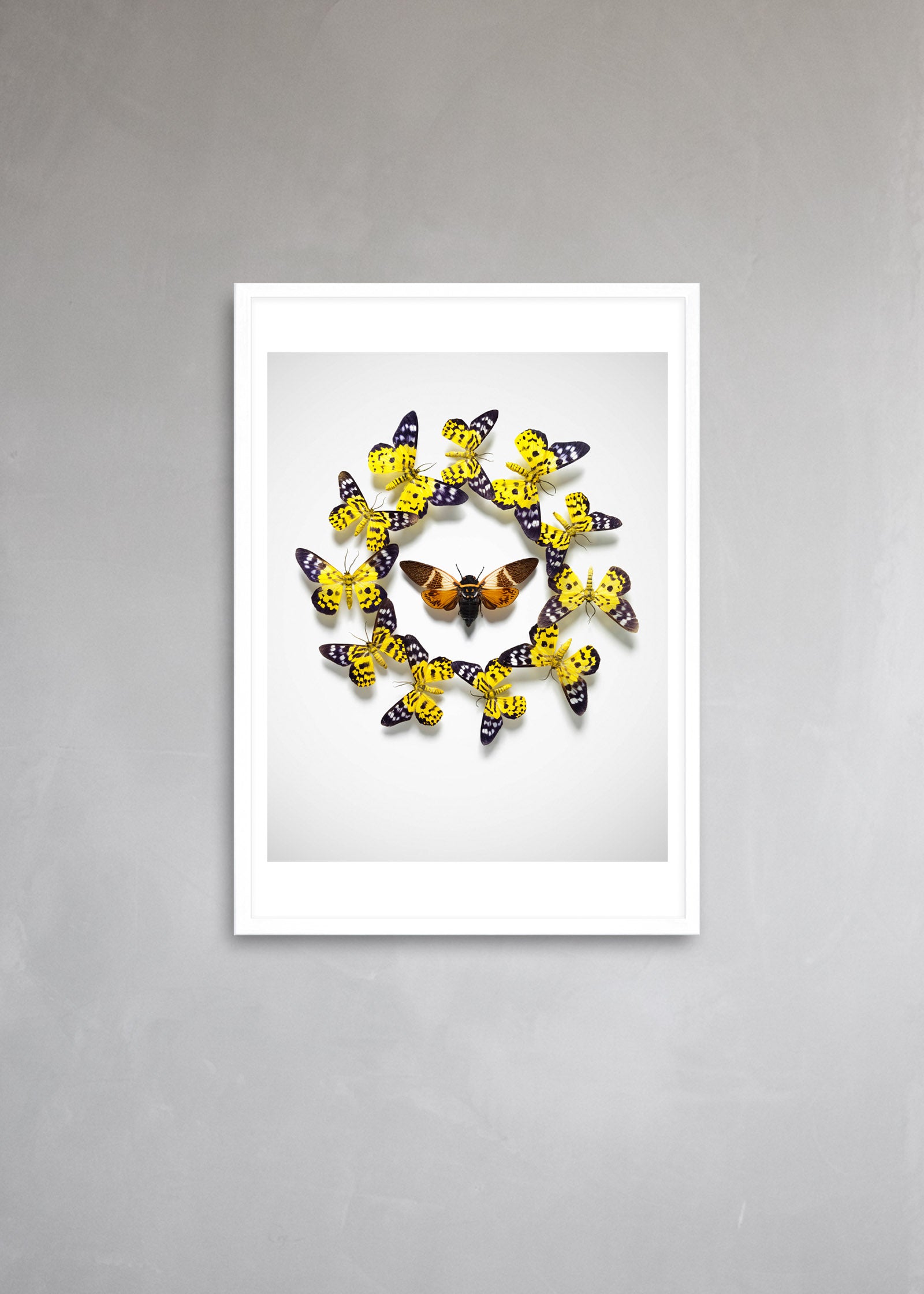 PAINTED LADY CIRCLE