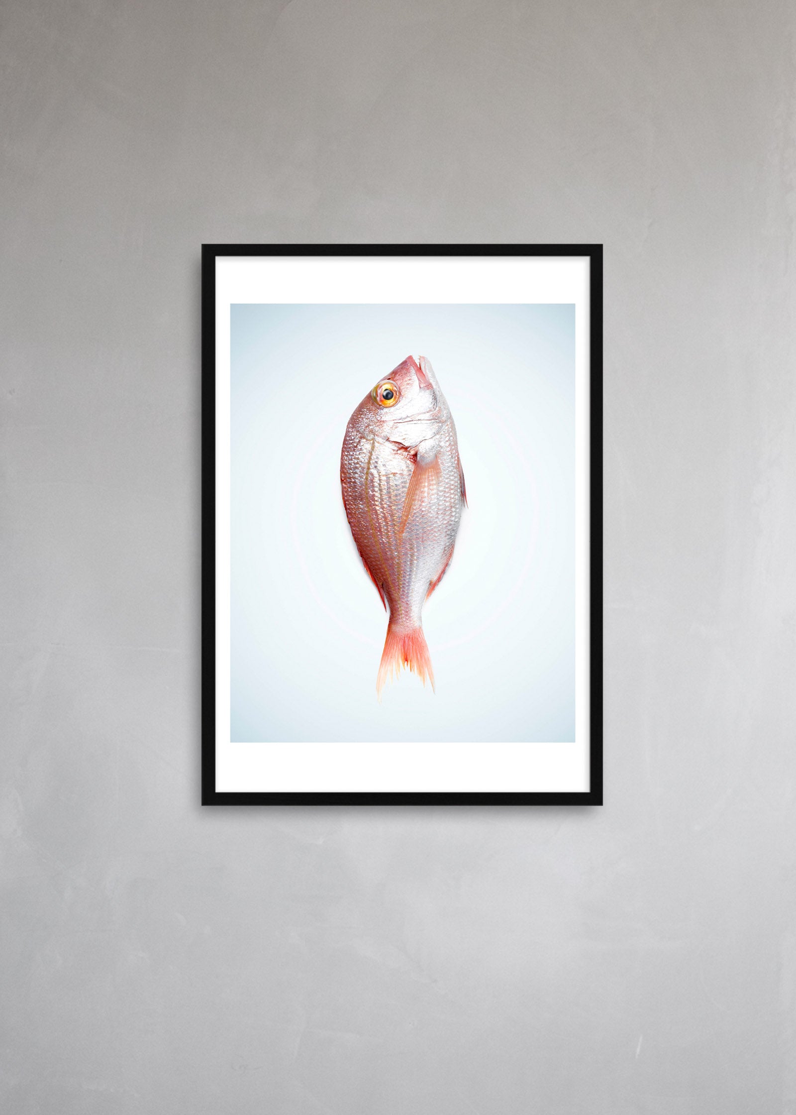 SNAPPER