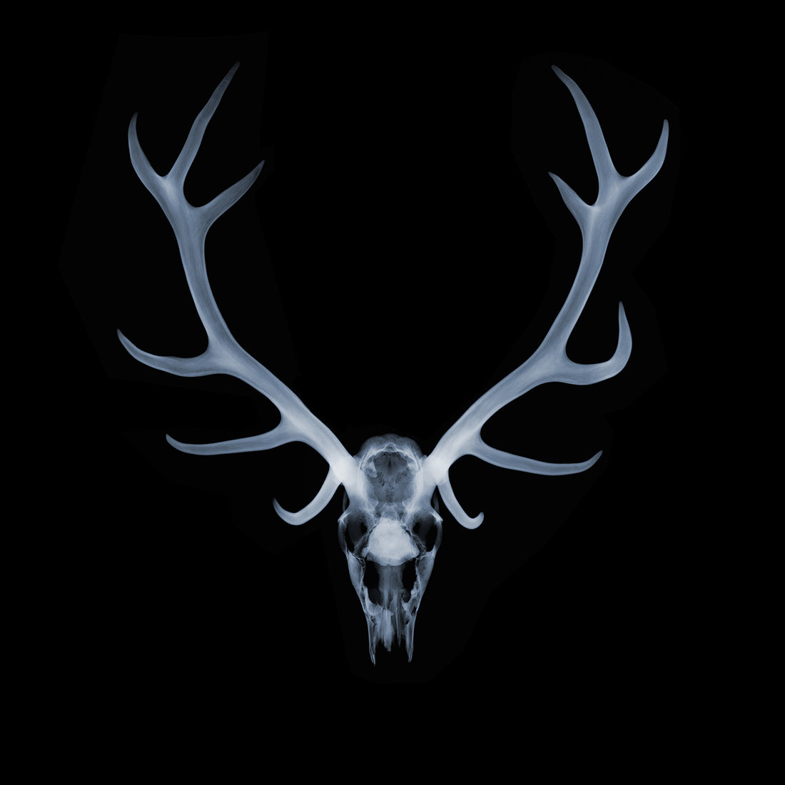 Antlers, November 2021