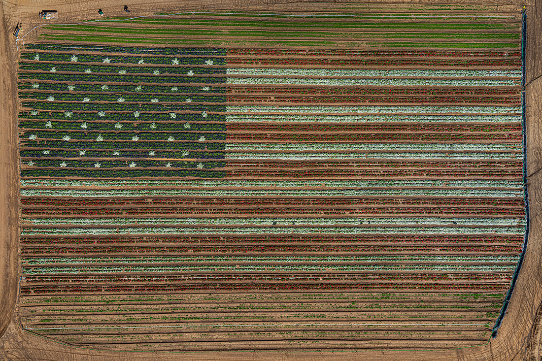 AV  California  Plants  022