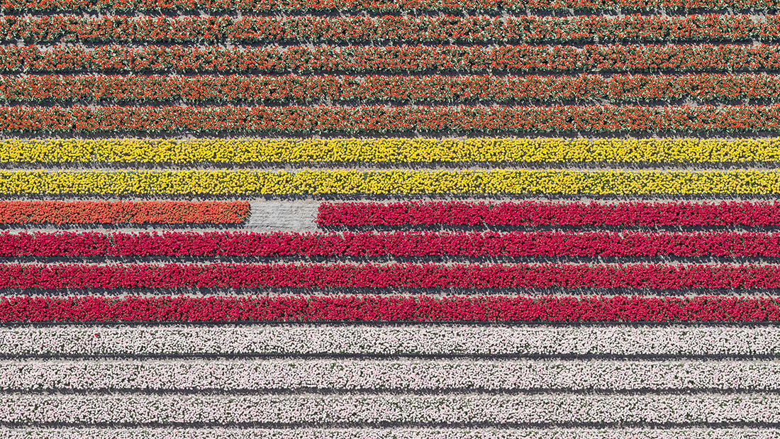 AV  TULIP  FIELDS 023