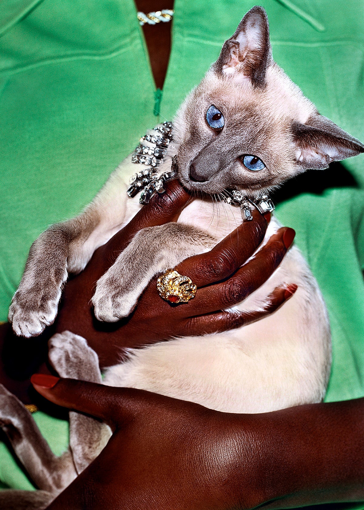 The Cat