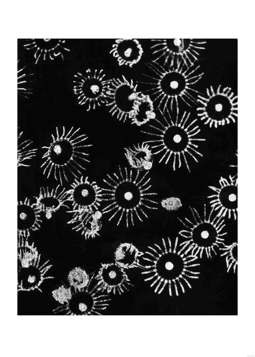 Obleia (Laomedea) geniculata, 1958 “Life in the Sea”