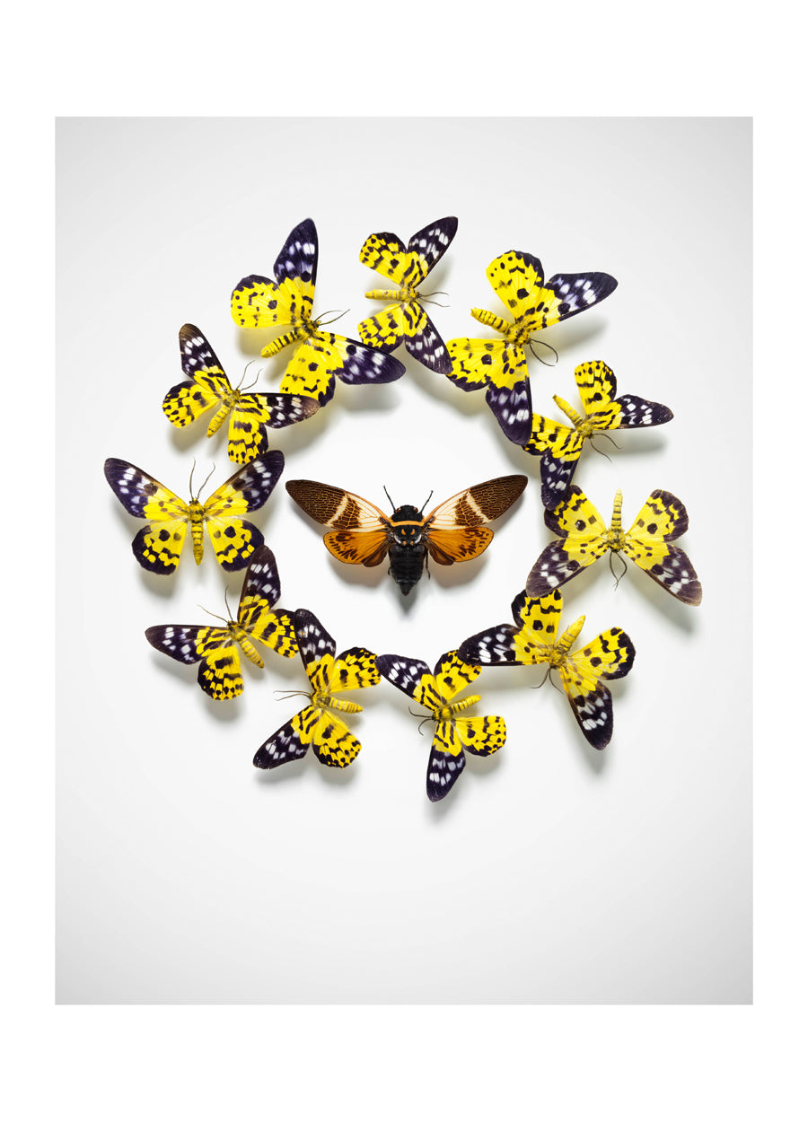 PAINTED LADY CIRCLE