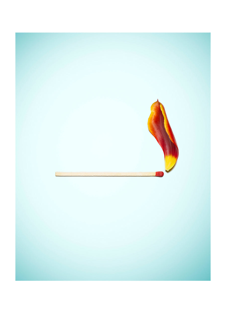 TULIP FLAME