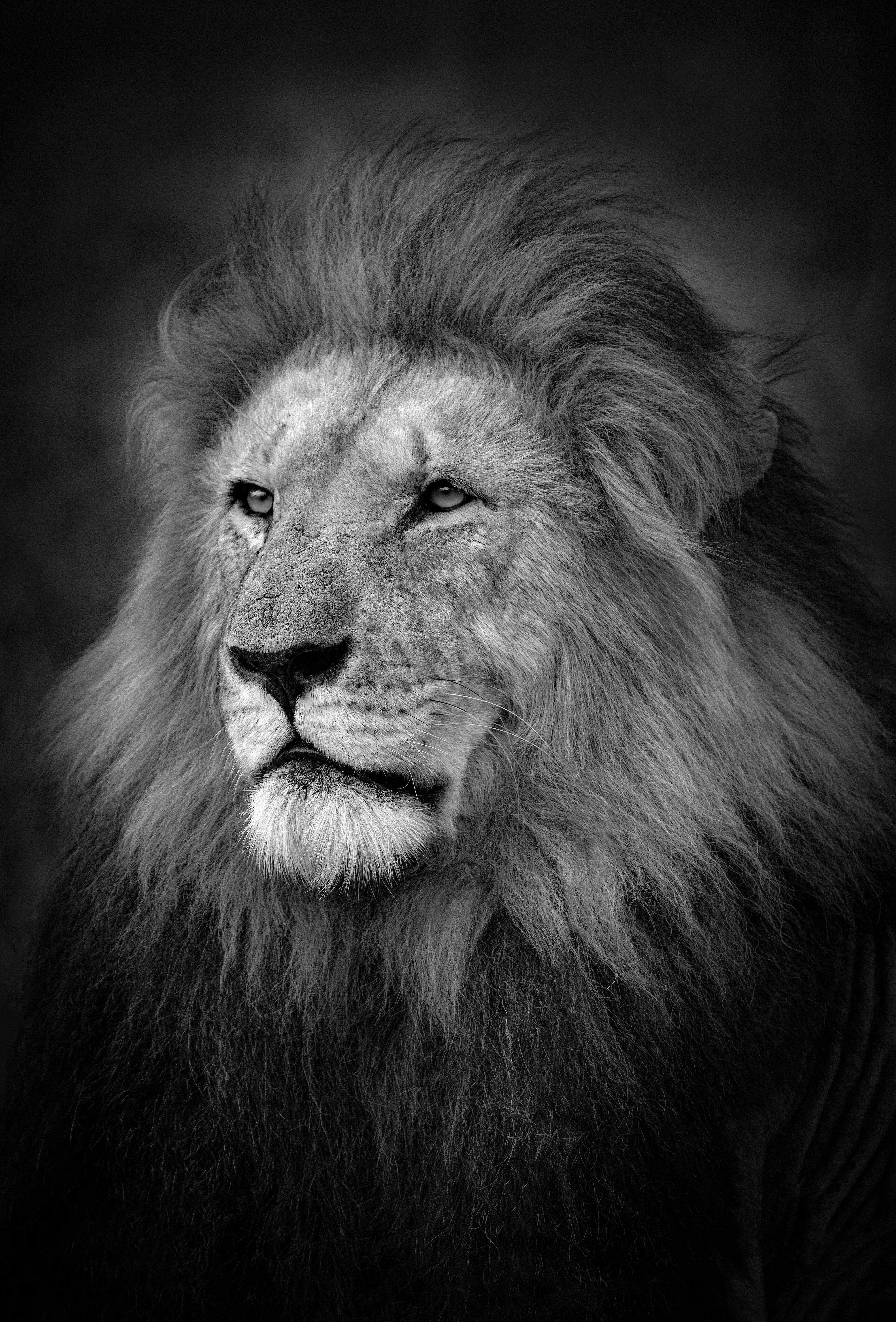 The King