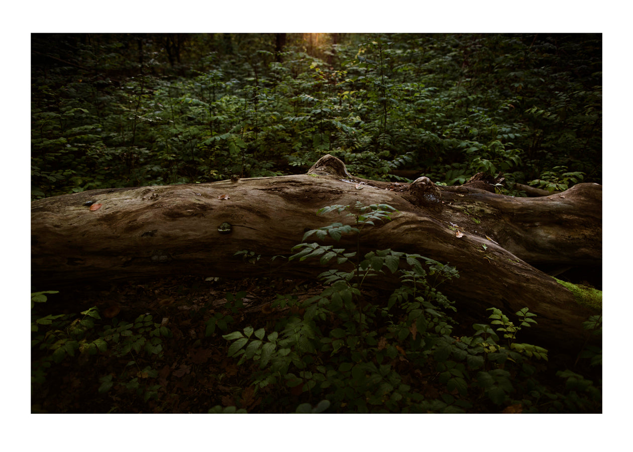 Untitled tree
